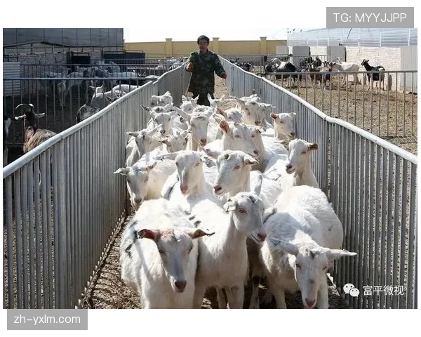 英超基础设施投资潮,科技与环保成重点 英超基础设施投资潮,科技与环保成重点